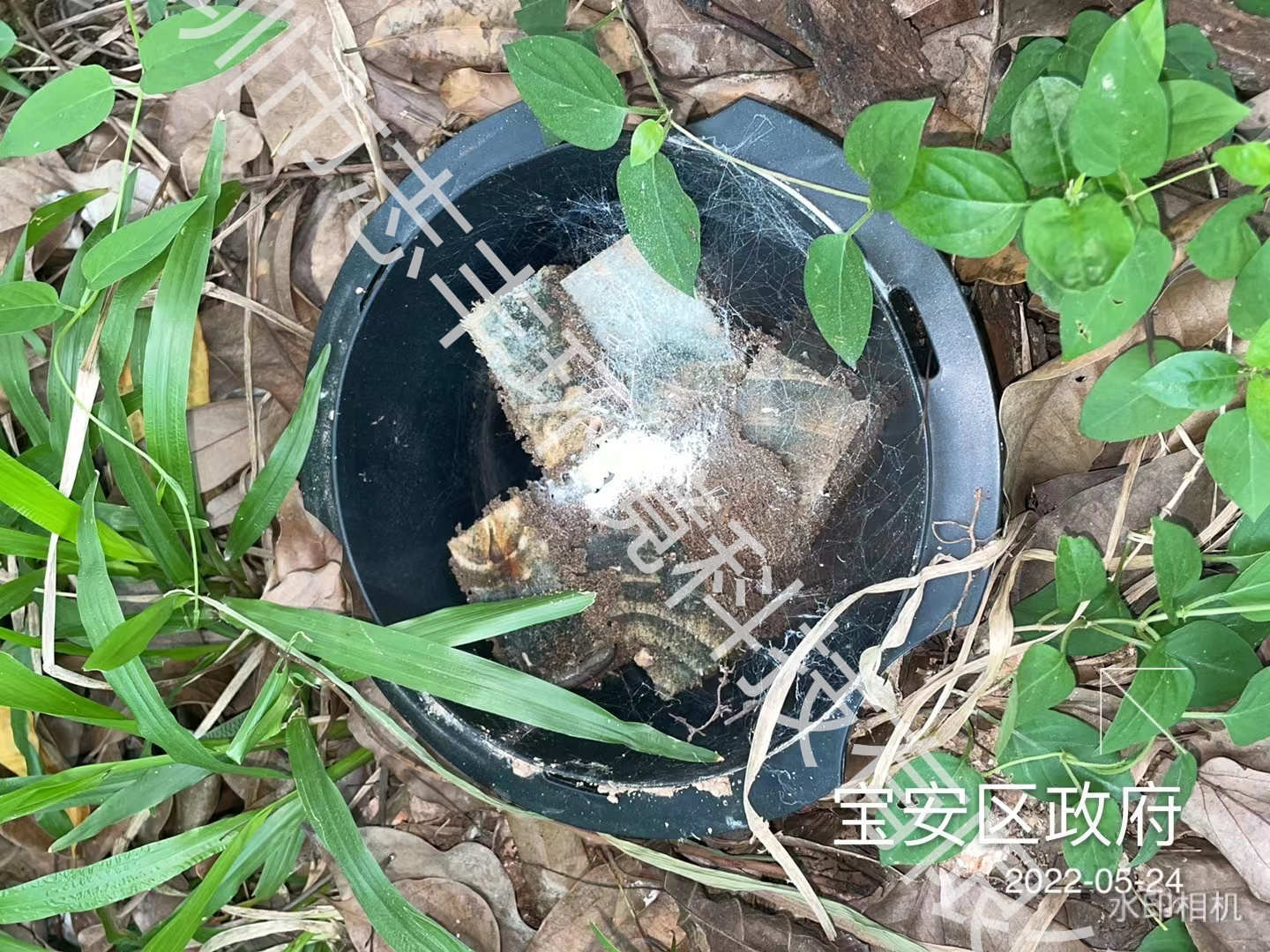 志豐環(huán)境詳解新建房屋進(jìn)行白蟻預(yù)防的重要性