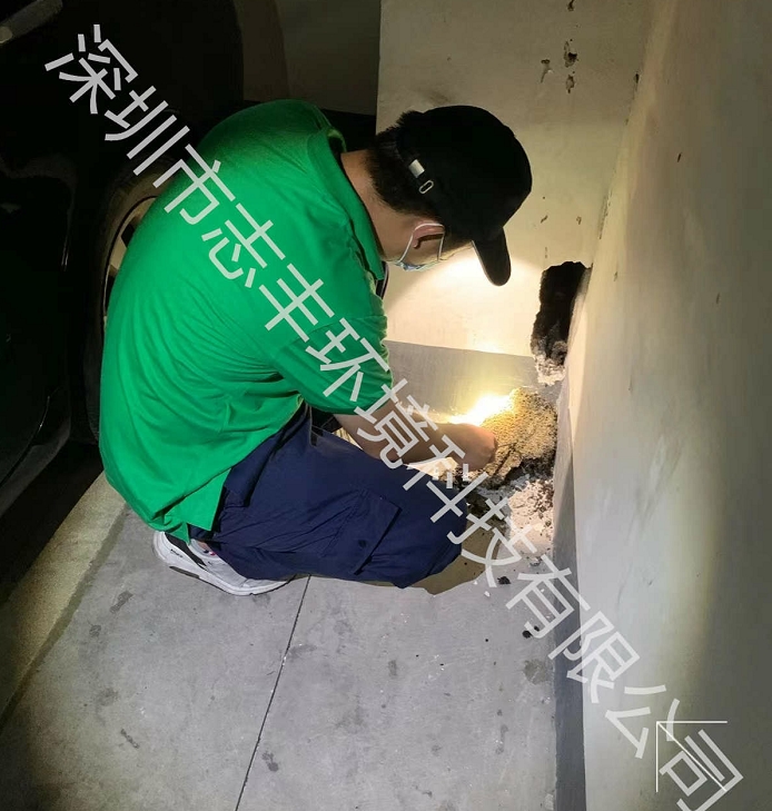 深圳工廠白蟻防治該如何防治？